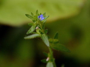 タチイヌノフグリ AIM_4579