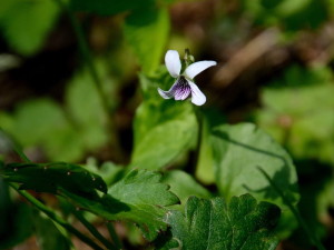 タチツボスミレ AIM_4574