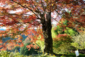 おおもみじ AIM_1231