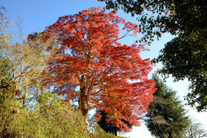 おおもみじ（道路より） AIM_1237