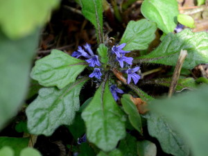 キランソウ AIM_4509