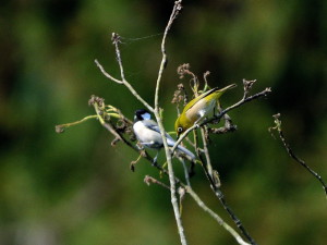 メジロ・シジュウカラ AIM_4478