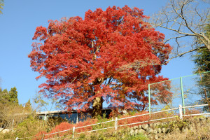 おおもみじ（道路より） AIM_1245-2