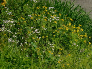 クサノオウ・ハルジオンAIM_4432