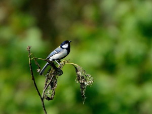 シジュウカラ AIM_4452